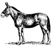 Mule