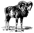 Mouflon