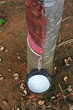 Rubber Tapping in Thailand.