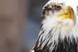 Spanish Imperial Eagle