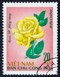 Yellow rose (Vietnam 1968)