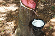 Rubber Tapping in Thailand.