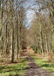 Foto: Chemin dans un bois Chemin dans un bois