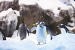 Emperor penguins