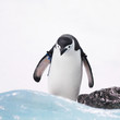 Emperor penguin
