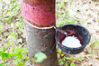 Rubber Tapping in Thailand.