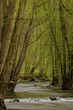 Frühling an der selke im Harz hier Selketal-Stieg