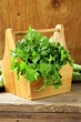 green, organic parsley on wooden table