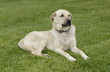 anatolian sheepdog searching around on green grass