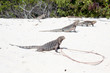 Cyclura nubila, Cuban rock iguana, Cuban ground iguana