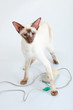 Siamese Cat playing with computer mouse