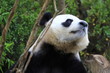 Giant Panda 5