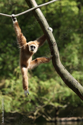 Photo: Kletteraffe Kletteraffe