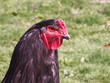 Foto: Rooster in the Farm Yard Rooster in the Farm Yard