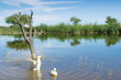 A the Pond