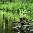 forest river scene