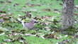 Jay on Ground