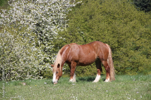 Photo: Pferd auf Frühlingswiese Pferd auf Frühlingswiese