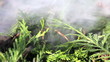 Smoldering Leylandii