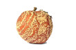 Rotten Apple On White Background