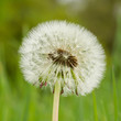 Hawkbit with a green background