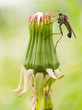 Ugly fly sitting on an hawkbit