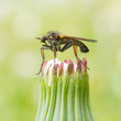 Ugly fly sitting on an hawkbit