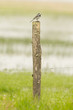 Small wagtail sitting on top of a weathered pole