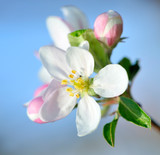Apple blossom