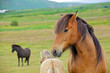 Icelandic Horse