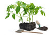 Foto: pieds de tomates pieds de tomates