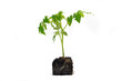 Foto: pied de tomate pied de tomate