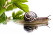 chiocciola reflex