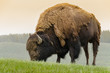 bisonte nello Yellowstone National Park in Wyoming