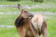 cervo nello Yellowstone National Park in Wyoming