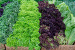 Fresh greens and lettuce on the counter market.