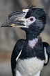 Hornbill