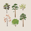 collection of forest trees