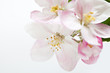 Apple tree flowers on white
