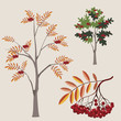 ordinary mountain ash in various options with a leaf and berries