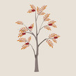 ordinary mountain ash in various options with a leaf and berries