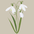 snowdrop the spring ordinary gentle vector illustration