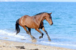 Foto: Horse in the water Horse in the water