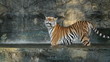 Big tiger in the waterwall