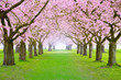 Kirschblüten im Frühling