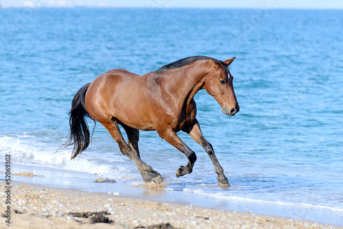 Photo: Horse in the water Horse in the water