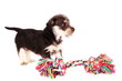Photo: Puppies Puppies