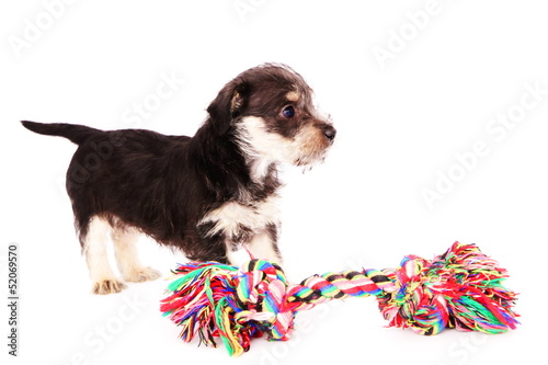 Photo: Puppies Puppies