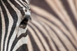 Foto: Zebra 3 Zebra 3