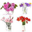 Set of flowers on white
